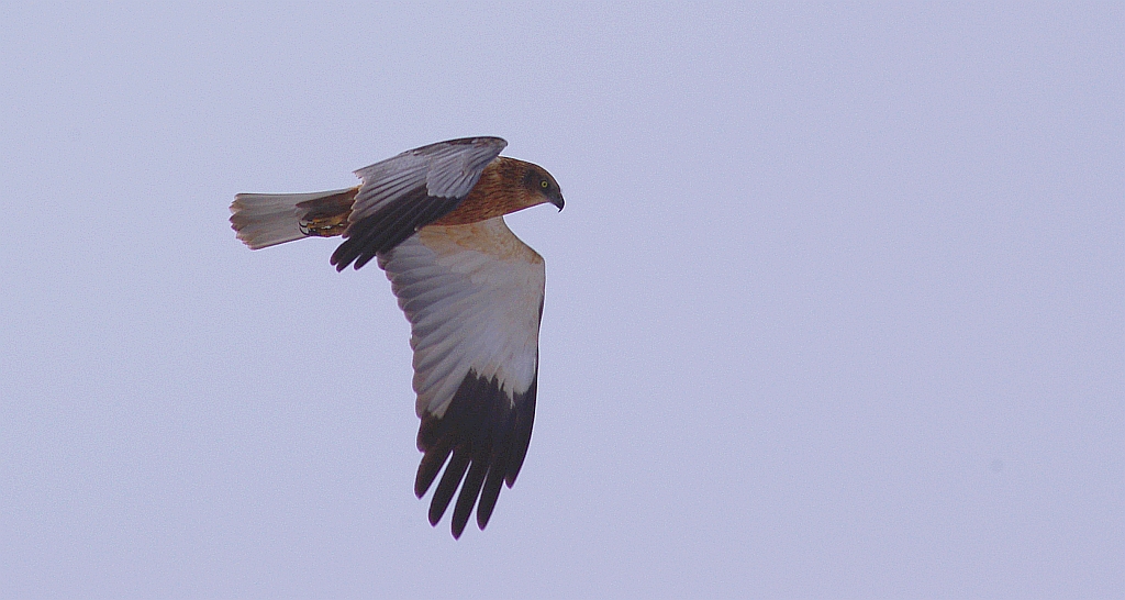 Błotniak stawowy (Circus aeruginosus)