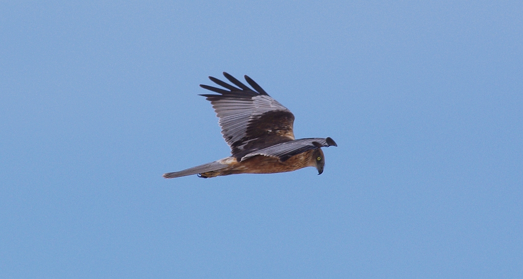 Błotniak stawowy (Circus aeruginosus)