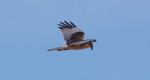 Błotniak stawowy (Circus aeruginosus)