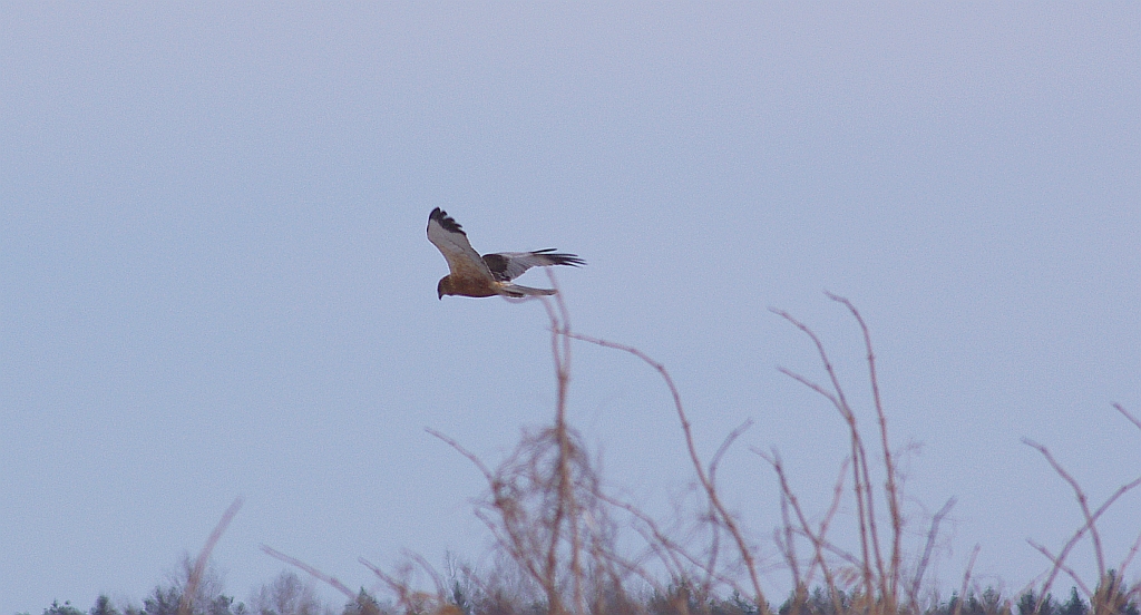 Błotniak stawowy (Circus aeruginosus)