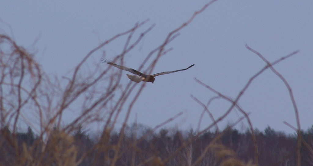 Błotniak stawowy (Circus aeruginosus)