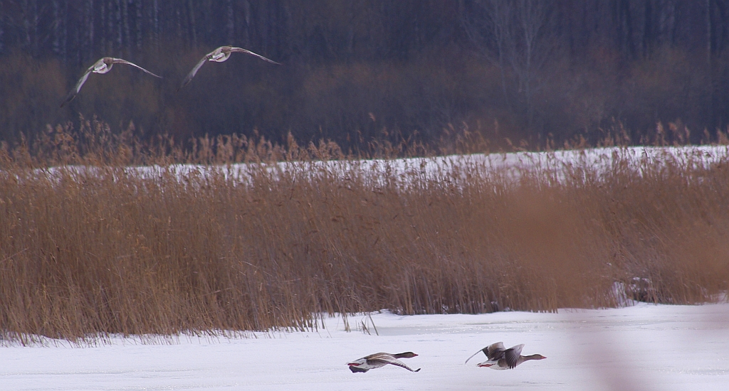 Gęś gęgawa, gęgawa (Anser anser)