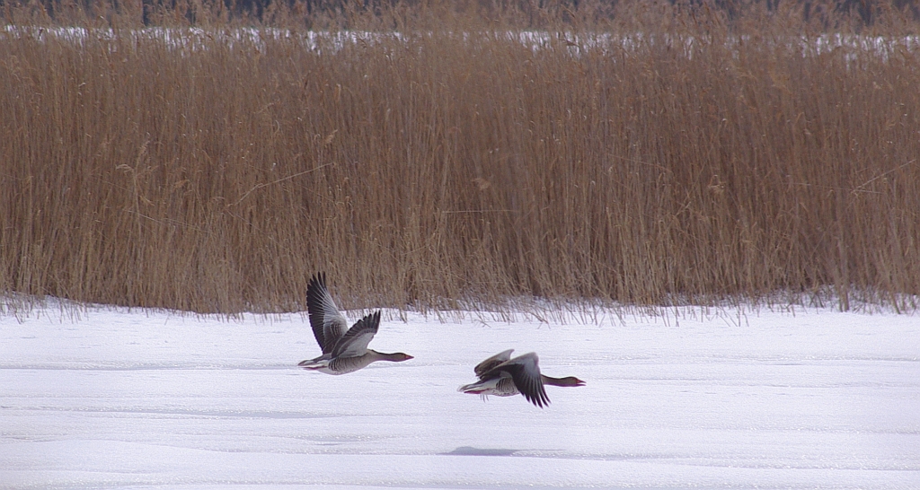 Gęś gęgawa, gęgawa (Anser anser)