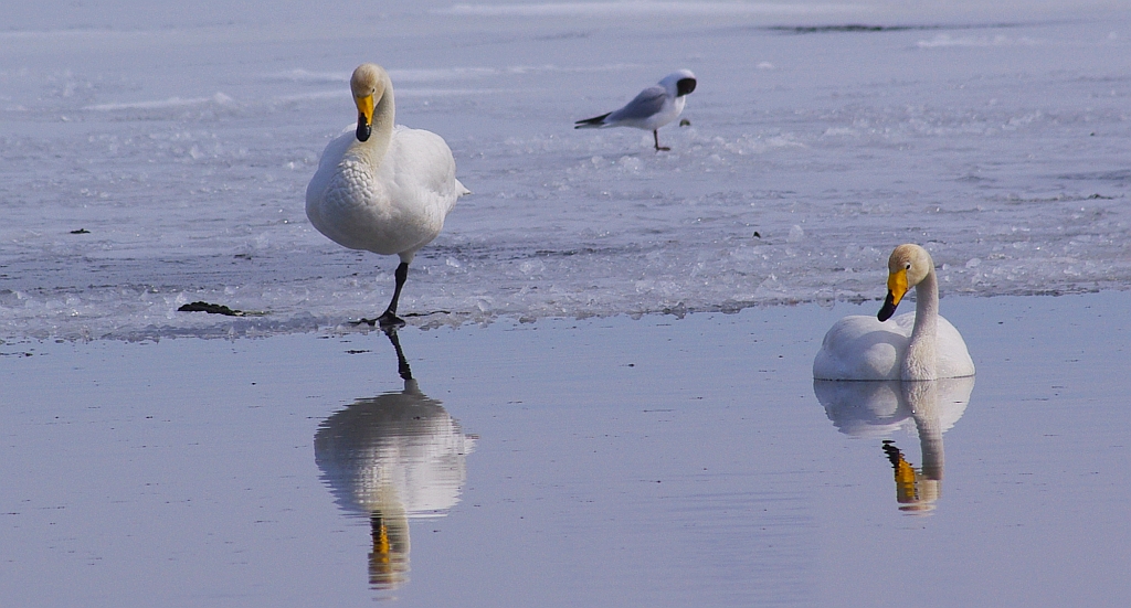 Łabędź krzykliwy (Cygnus cygnus)