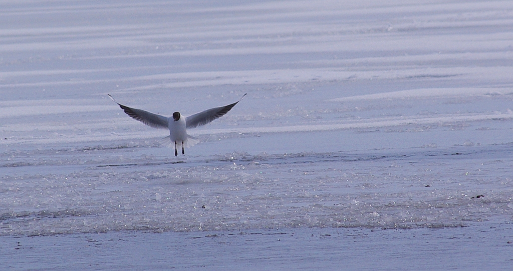 Mewa śmieszka, śmieszka (Chroicocephalus ridibundus)