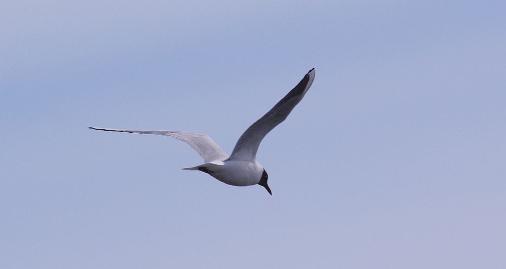 Mewa śmieszka, śmieszka (Chroicocephalus ridibundus)