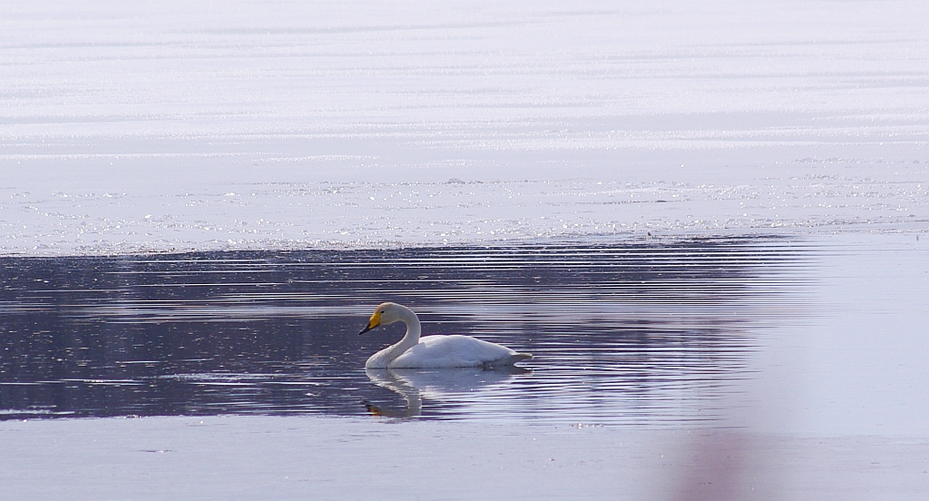 Łabędź krzykliwy (Cygnus cygnus)
