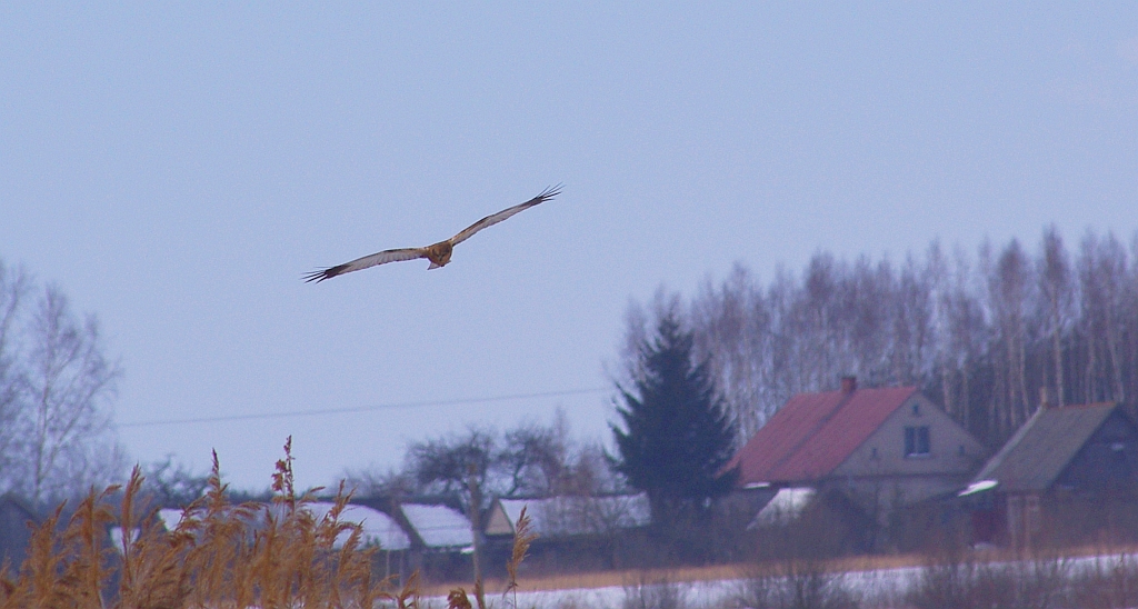 Błotniak stawowy (Circus aeruginosus)