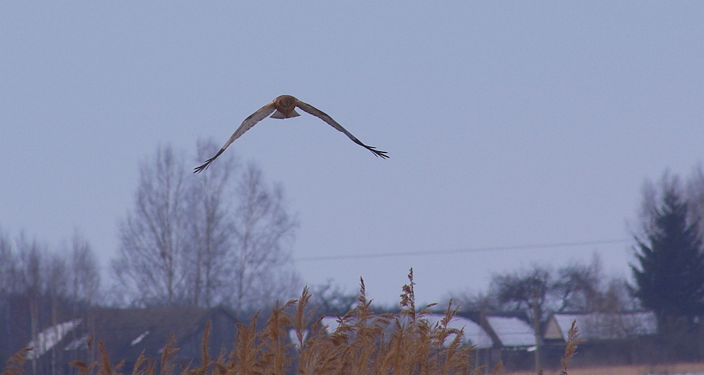 Błotniak stawowy (Circus aeruginosus)