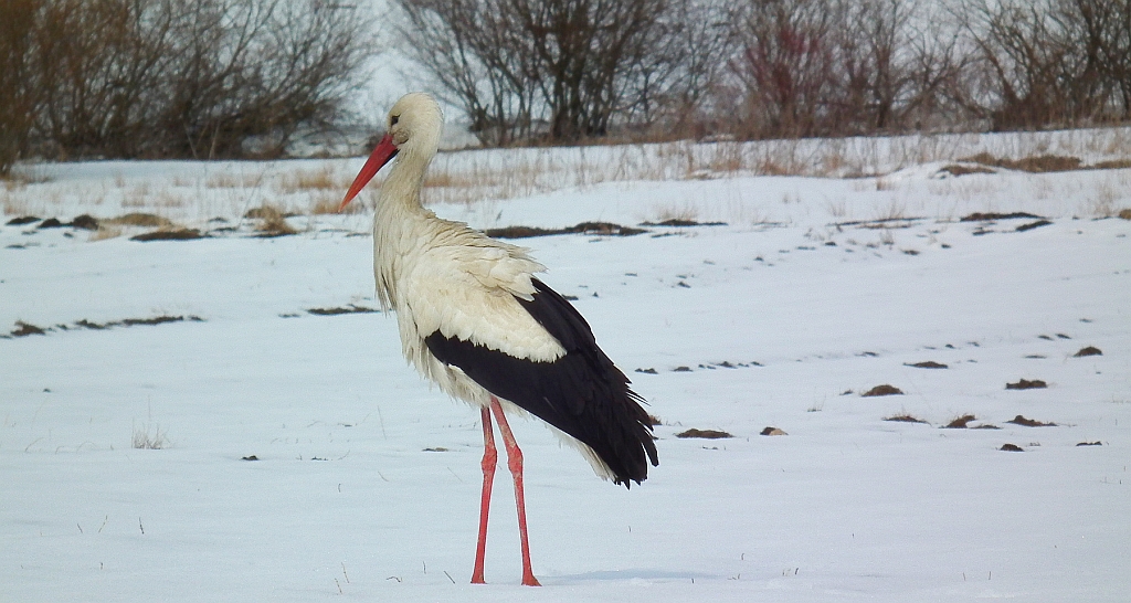 Bocian biały (Ciconia ciconia)