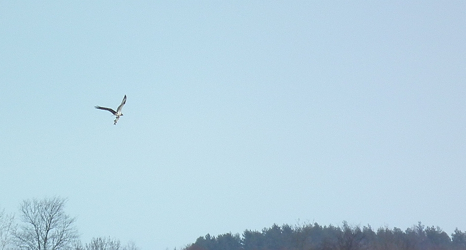 Rybołów (Pandion haliaetus)