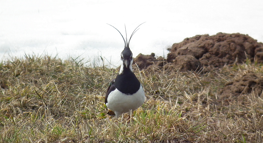 Czajka zwyczajna, czajka, czajka pospolita (Vanellus vanellus)