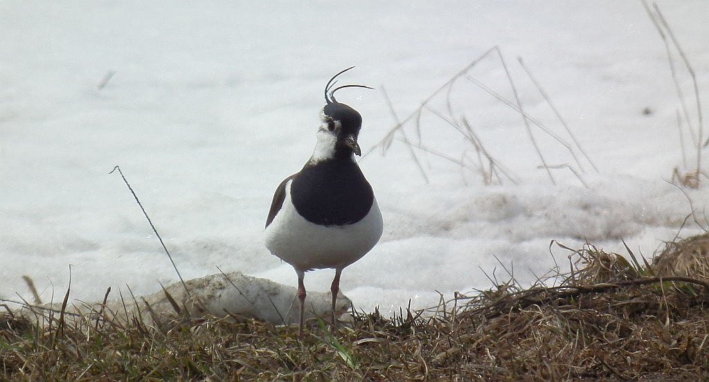 Czajka zwyczajna, czajka, czajka pospolita (Vanellus vanellus)
