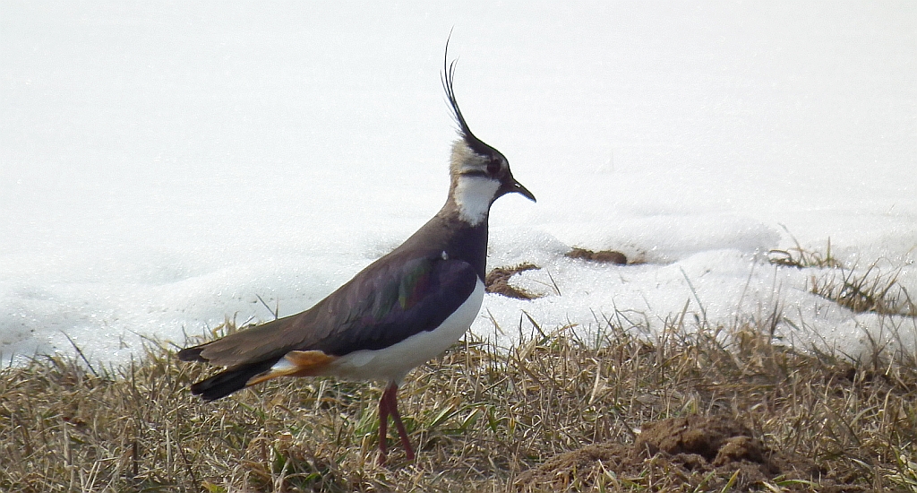 Czajka zwyczajna, czajka, czajka pospolita (Vanellus vanellus)