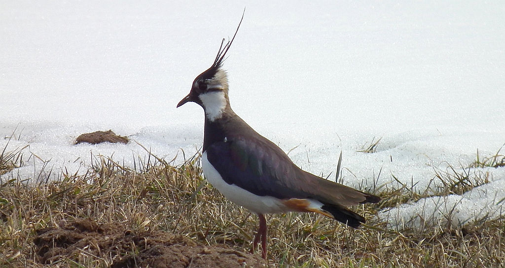 Czajka zwyczajna, czajka, czajka pospolita (Vanellus vanellus)