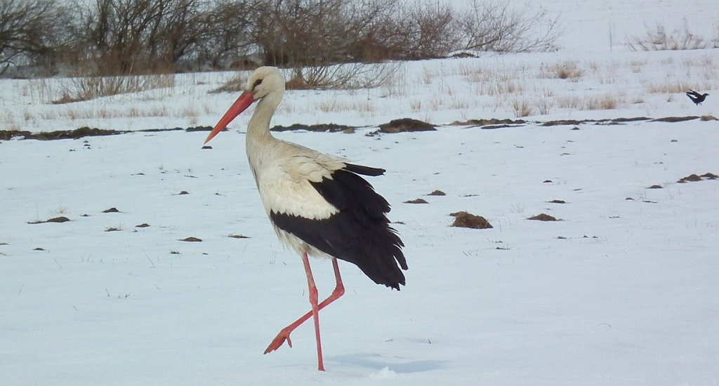 Bocian biały (Ciconia ciconia)