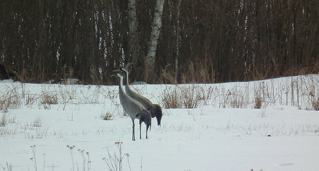 Żuraw (zwyczajny), żuraw popielaty, żuraw szary (Grus grus)
