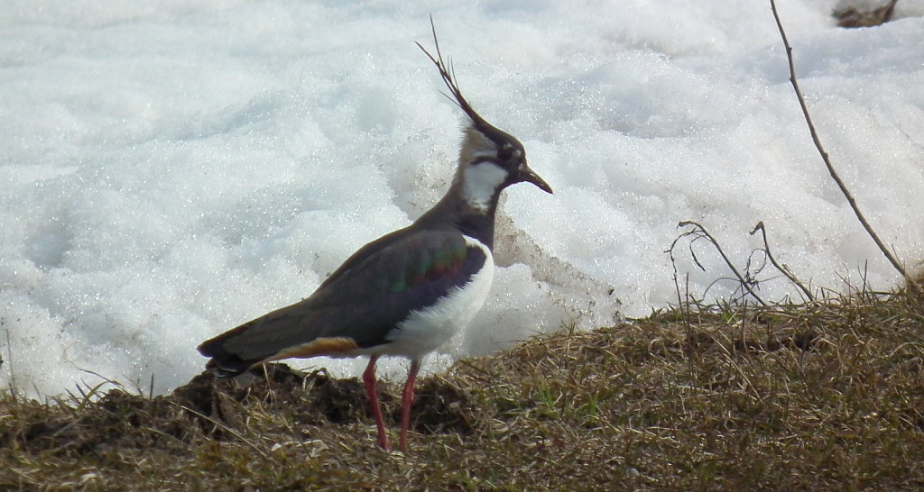 Czajka zwyczajna, czajka, czajka pospolita (Vanellus vanellus)