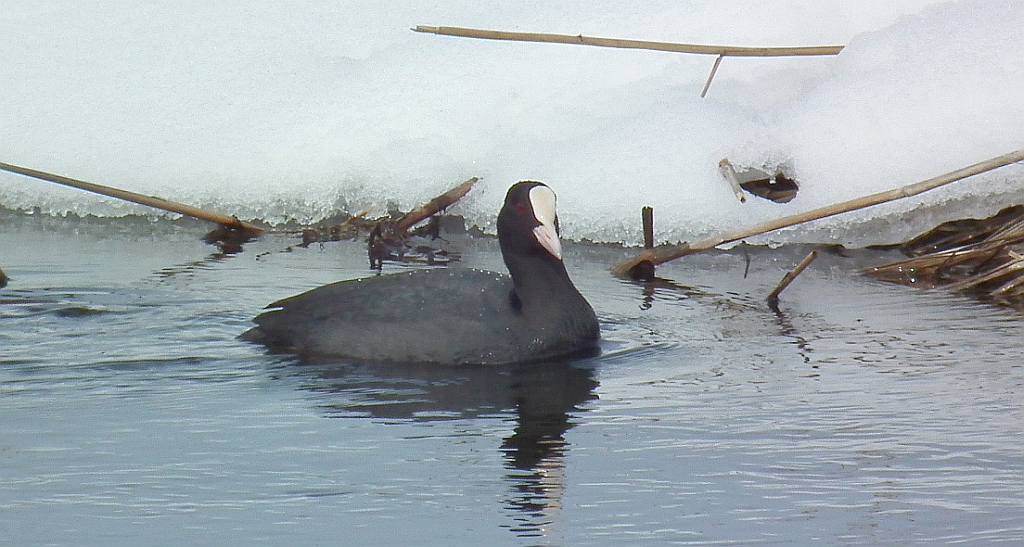 Łyska (Fulica atra)