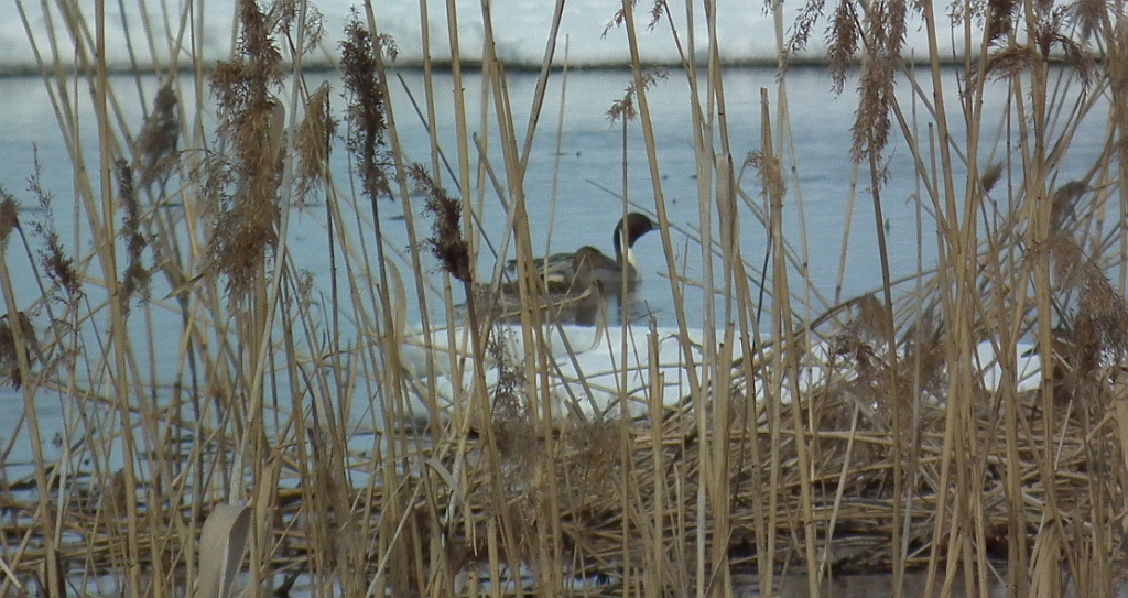 Rożeniec zwyczajny (Anas acuta)