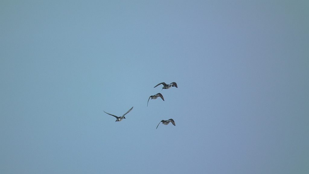 Rożeniec zwyczajny (Anas acuta)