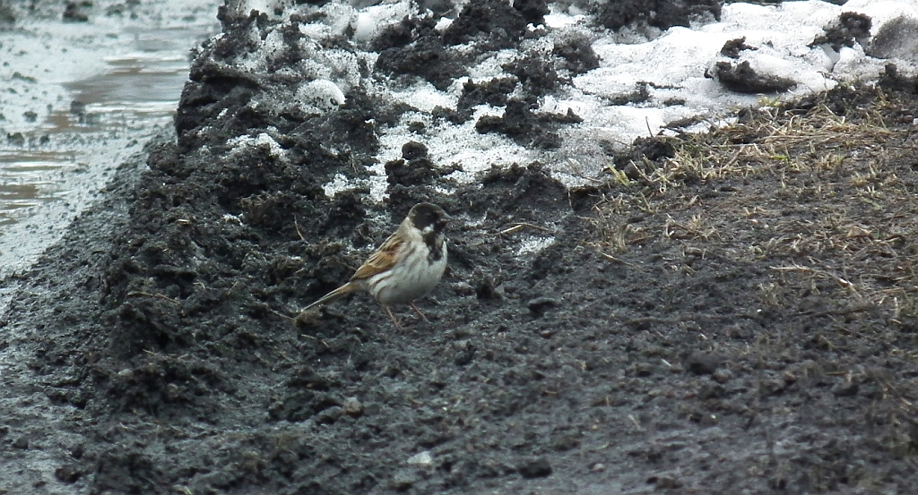 Potrzos zwyczajny, potrzos (Emberiza schoeniclus)