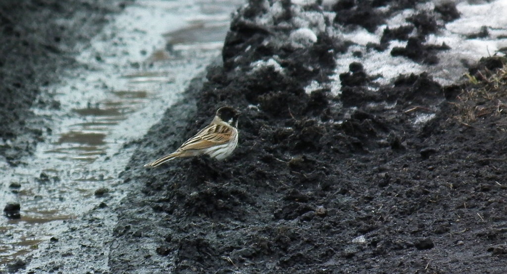 Potrzos zwyczajny, potrzos (Emberiza schoeniclus)