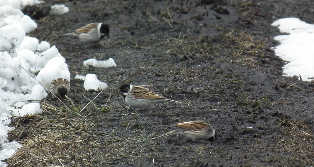 Potrzos zwyczajny, potrzos (Emberiza schoeniclus)
