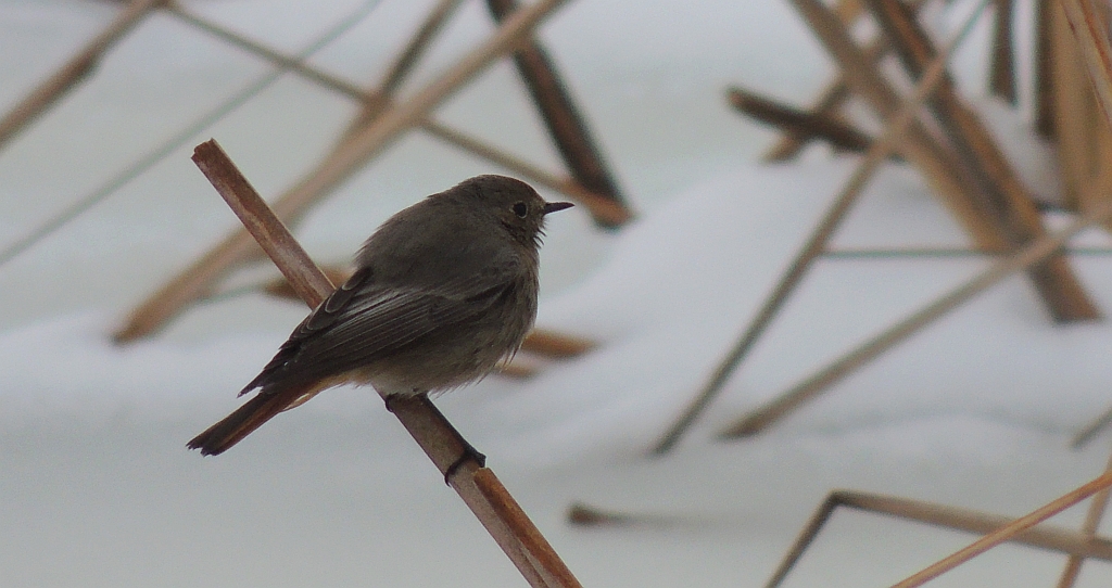 Kopciuszek zwyczajny, kopciuszek (Phoenicurus ochruros)