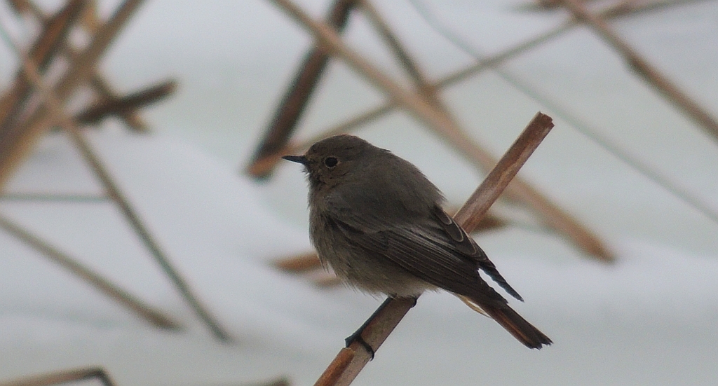 Kopciuszek zwyczajny, kopciuszek (Phoenicurus ochruros)