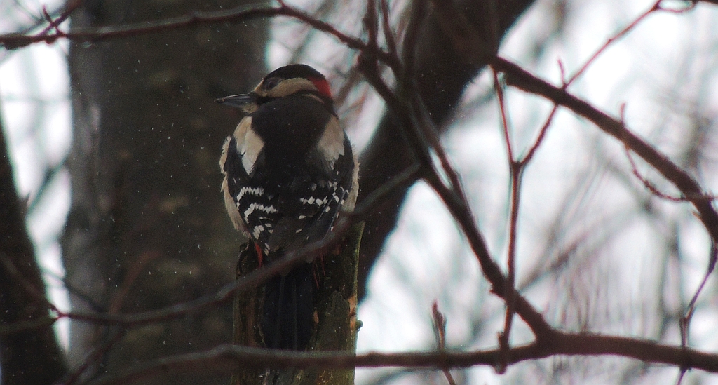 Dzięcioł duży (Dendrocopos major)