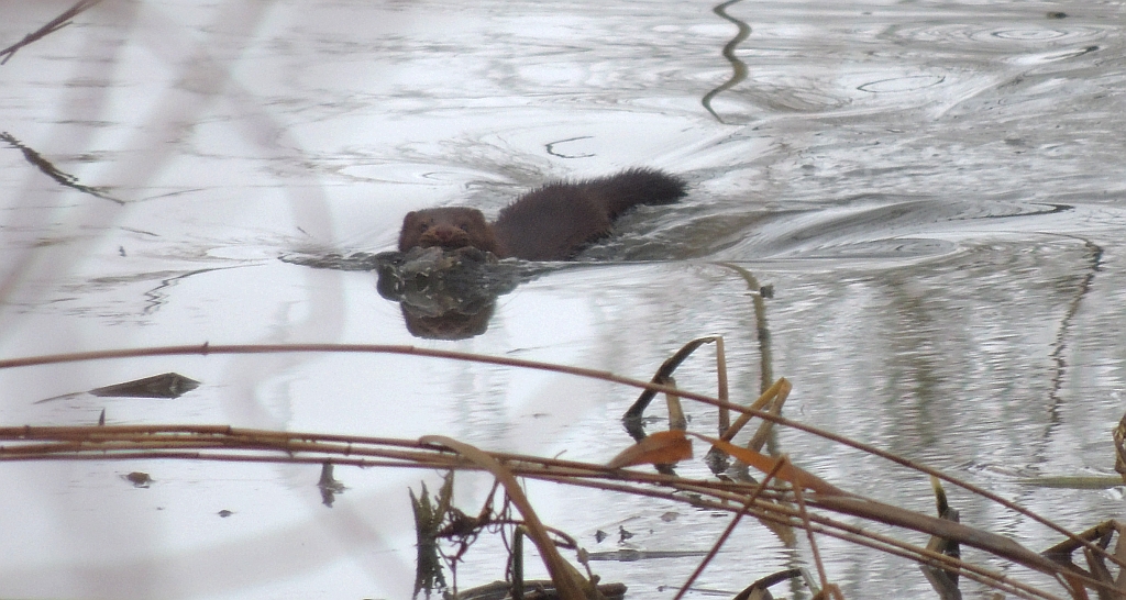 Norka amerykańska, wizon (Neovison vison)