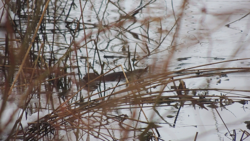Norka amerykańska, wizon (Neovison vison)
