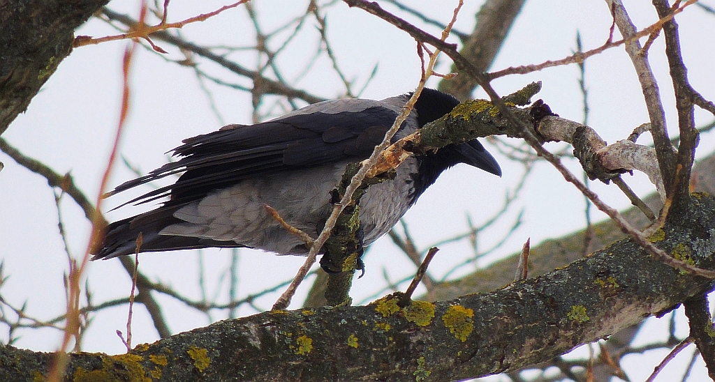 Wrona siwa, wrona (Corvus cornix)