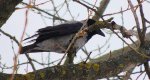 Wrona siwa, wrona (Corvus cornix)