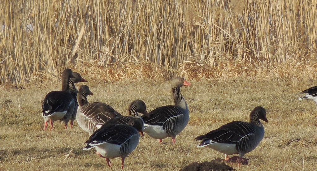 Gęś gęgawa, gęgawa (Anser anser rubirostris)