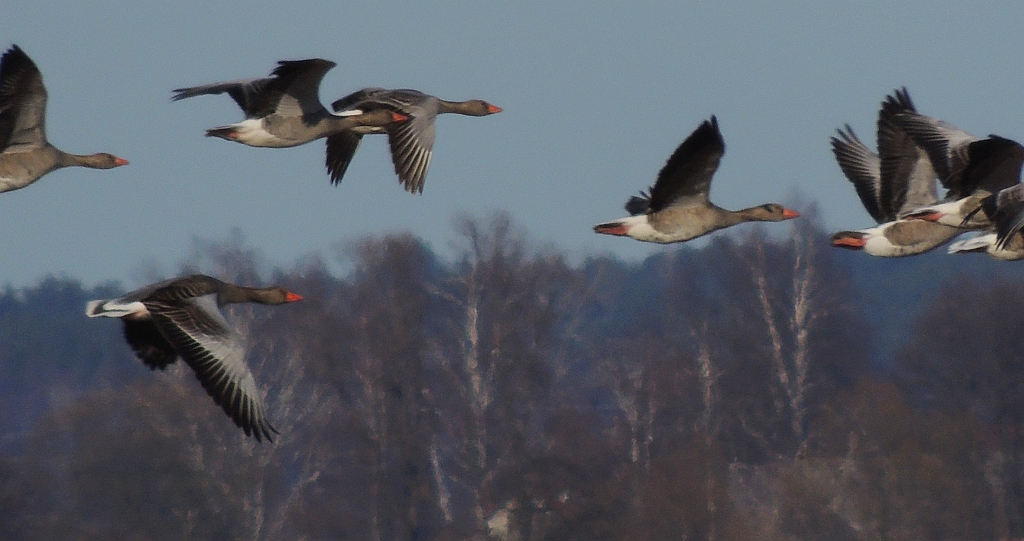Gęś gęgawa, gęgawa (Anser anser rubirostris)