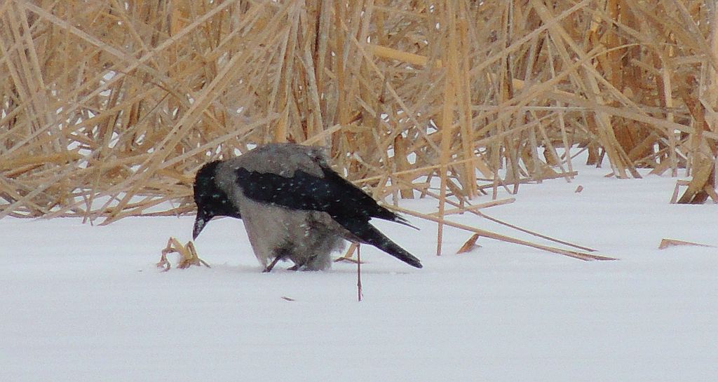 Wrona siwa, wrona (Corvus cornix)