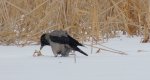 Wrona siwa, wrona (Corvus cornix)
