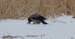 Wrona siwa, wrona (Corvus cornix)
