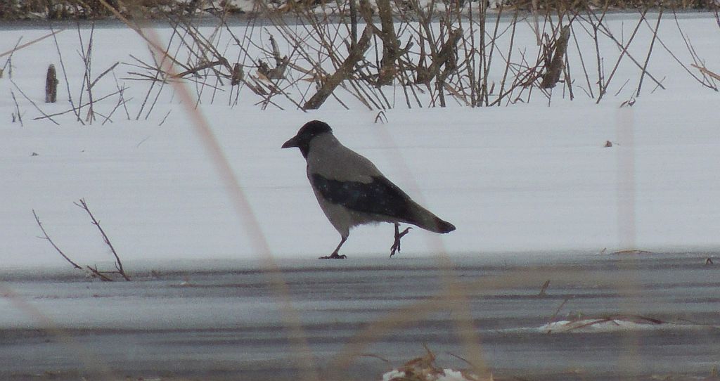 Wrona siwa, wrona (Corvus cornix)