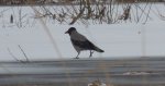 Wrona siwa, wrona (Corvus cornix)