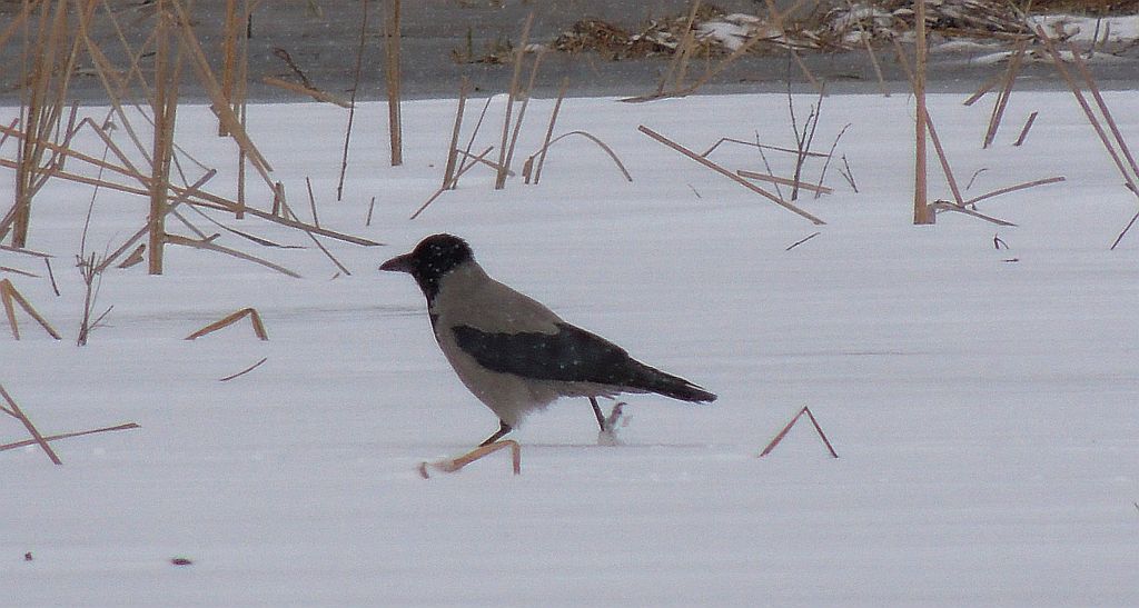 Wrona siwa, wrona (Corvus cornix)