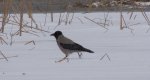 Wrona siwa, wrona (Corvus cornix)