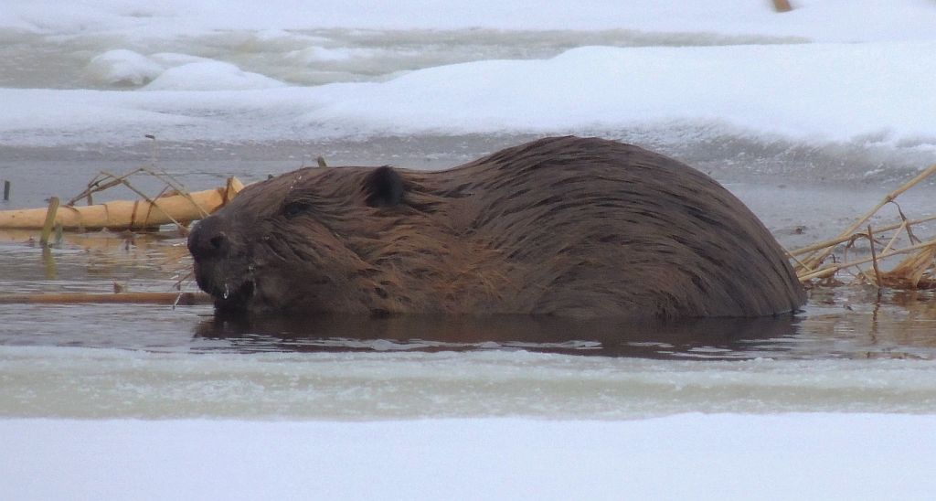Bóbr europejski (Castor fiber)