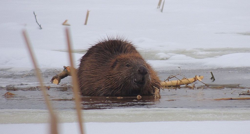 Bóbr europejski (Castor fiber)