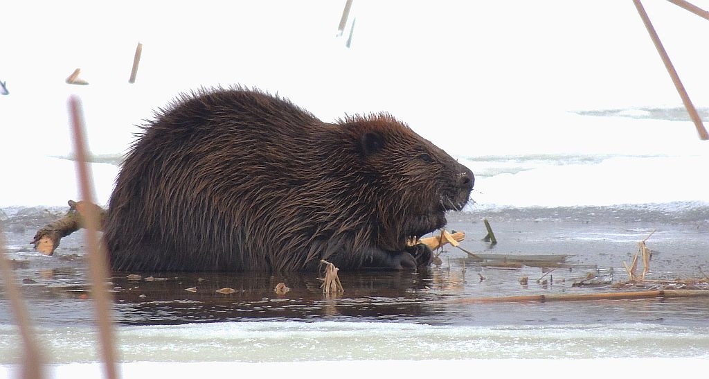 Bóbr europejski (Castor fiber)