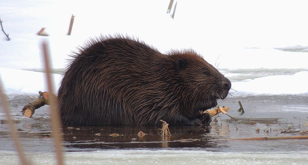Bóbr europejski (Castor fiber)