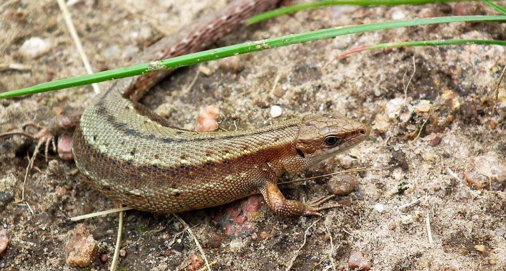 Jaszczurka żyworodna (Zootoca vivipara)