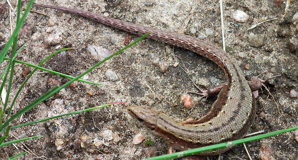 Jaszczurka żyworodna (Zootoca vivipara)